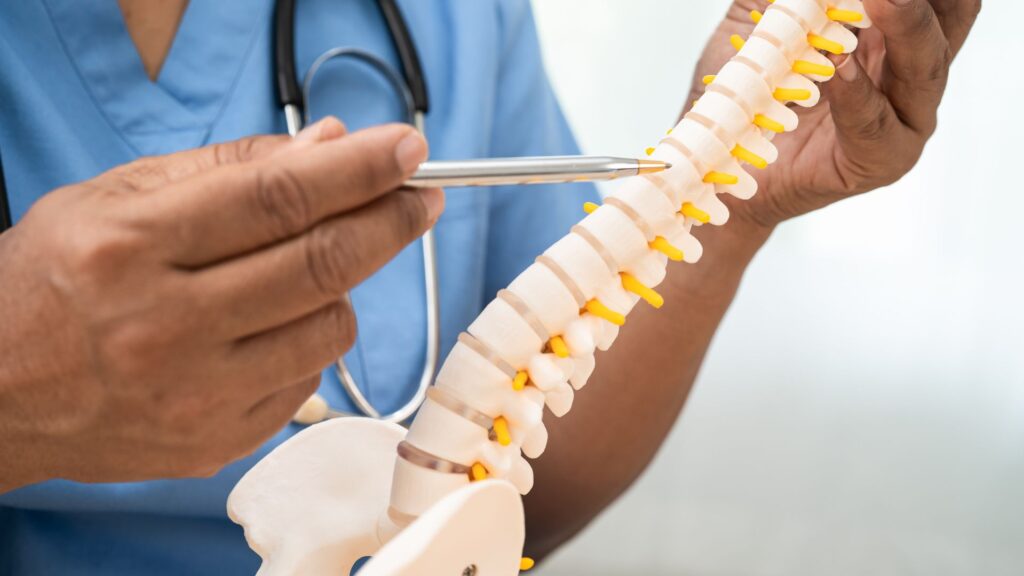 protótipo de coluna vertebral nas mãos de uma médico